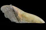 Serrated, Fossil Megalodon Tooth Paper Weight #70531-1